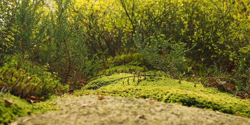 无锡家庭实测：林内智能燃气灶的定时关火与防干烧功能，安装售后全解析